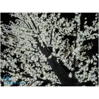 RICH LED RL-TRC24-350*250-2880-P - Светодиодное дерево