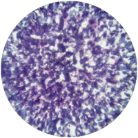 Гобо стекл. эффект Colorizers Glass Gobos Stippled Blue Lavender 55004